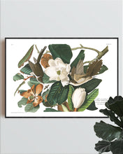 Load image into Gallery viewer, Black Billed Cuckoo Print by John Audubon