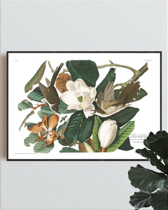 Black Billed Cuckoo Print by John Audubon