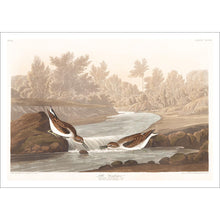 Load image into Gallery viewer, Little Sandpiper Print by John Audubon