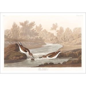 Little Sandpiper Print by John Audubon