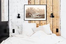 Load image into Gallery viewer, Little Sandpiper Print by John Audubon
