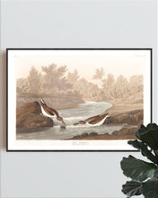 Load image into Gallery viewer, Little Sandpiper Print by John Audubon