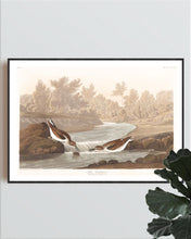 Load image into Gallery viewer, Little Sandpiper Print by John Audubon