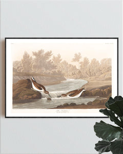 Little Sandpiper Print by John Audubon