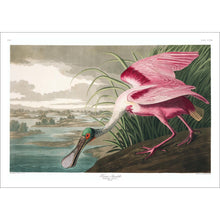 Load image into Gallery viewer, Roseate Spoonbill Print by John Audubon