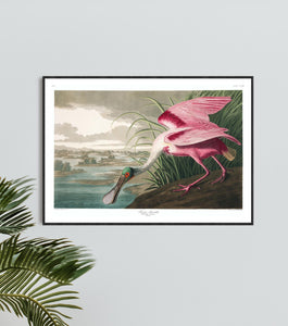 Roseate Spoonbill Print by John Audubon