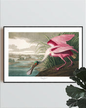 Load image into Gallery viewer, Roseate Spoonbill Print by John Audubon