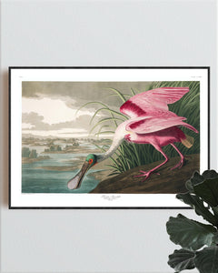 Roseate Spoonbill Print by John Audubon
