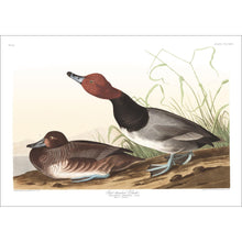 Load image into Gallery viewer, Red-Headed Duck Print by John Audubon