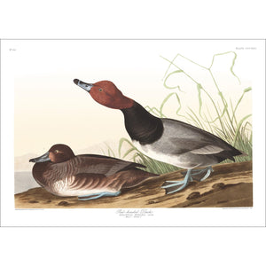Red-Headed Duck Print by John Audubon