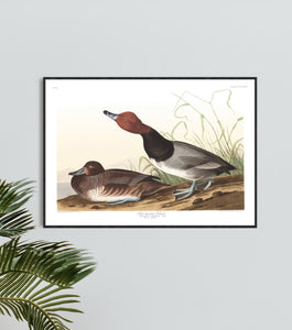 Red-Headed Duck Print by John Audubon