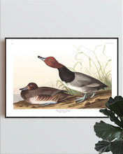 Load image into Gallery viewer, Red-Headed Duck Print by John Audubon