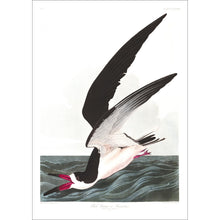 Load image into Gallery viewer, Black Skimmer or Shearwater Print by John Audubon