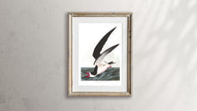 Load image into Gallery viewer, Black Skimmer or Shearwater Print by John Audubon