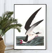 Load image into Gallery viewer, Black Skimmer or Shearwater Print by John Audubon