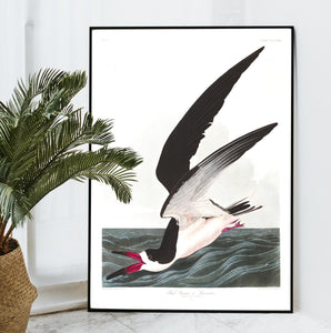 Black Skimmer or Shearwater Print by John Audubon
