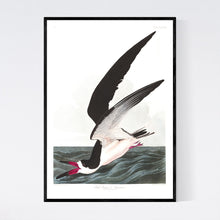 Load image into Gallery viewer, Black Skimmer or Shearwater Print by John Audubon