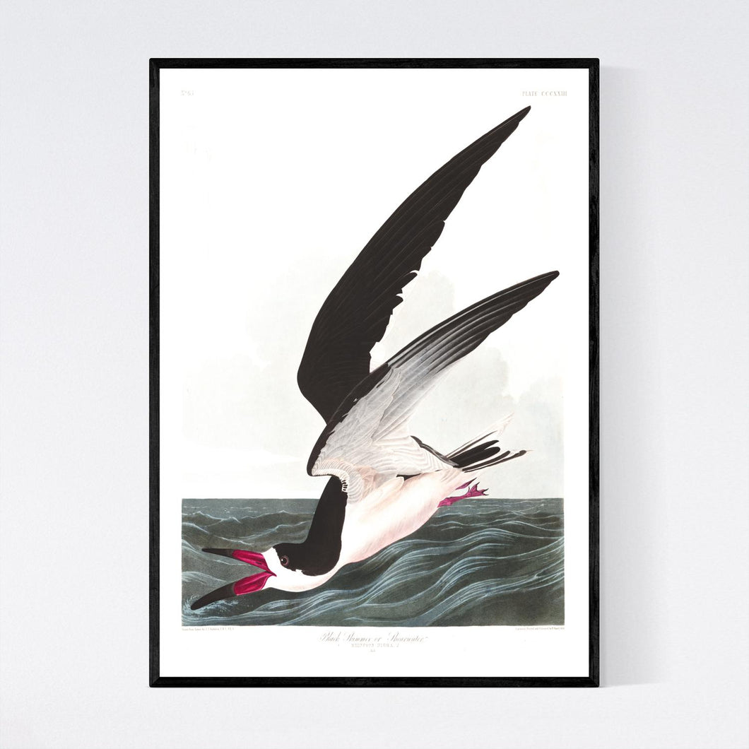 Black Skimmer or Shearwater Print by John Audubon