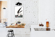 Load image into Gallery viewer, Black Skimmer or Shearwater Print by John Audubon