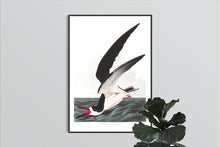 Load image into Gallery viewer, Black Skimmer or Shearwater Print by John Audubon