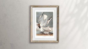 Bonapartian Gull Print by John Audubon