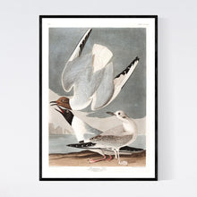 Load image into Gallery viewer, Bonapartian Gull Print by John Audubon