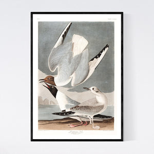 Bonapartian Gull Print by John Audubon