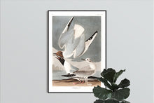 Load image into Gallery viewer, Bonapartian Gull Print by John Audubon