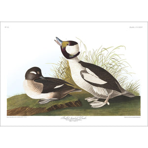 Buffel-Headed Duck Print by John Audubon