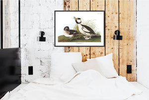 Buffel-Headed Duck Print by John Audubon