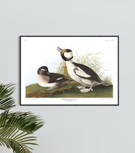 Load image into Gallery viewer, Buffel-Headed Duck Print by John Audubon