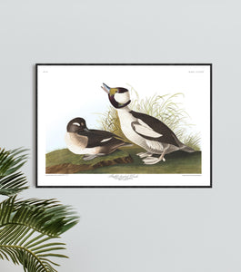 Buffel-Headed Duck Print by John Audubon