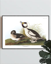 Load image into Gallery viewer, Buffel-Headed Duck Print by John Audubon