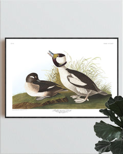 Buffel-Headed Duck Print by John Audubon