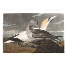 Load image into Gallery viewer, Gannet Print by John Audubon