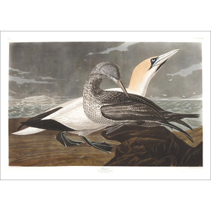 Gannet Print by John Audubon