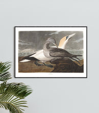 Load image into Gallery viewer, Gannet Print by John Audubon