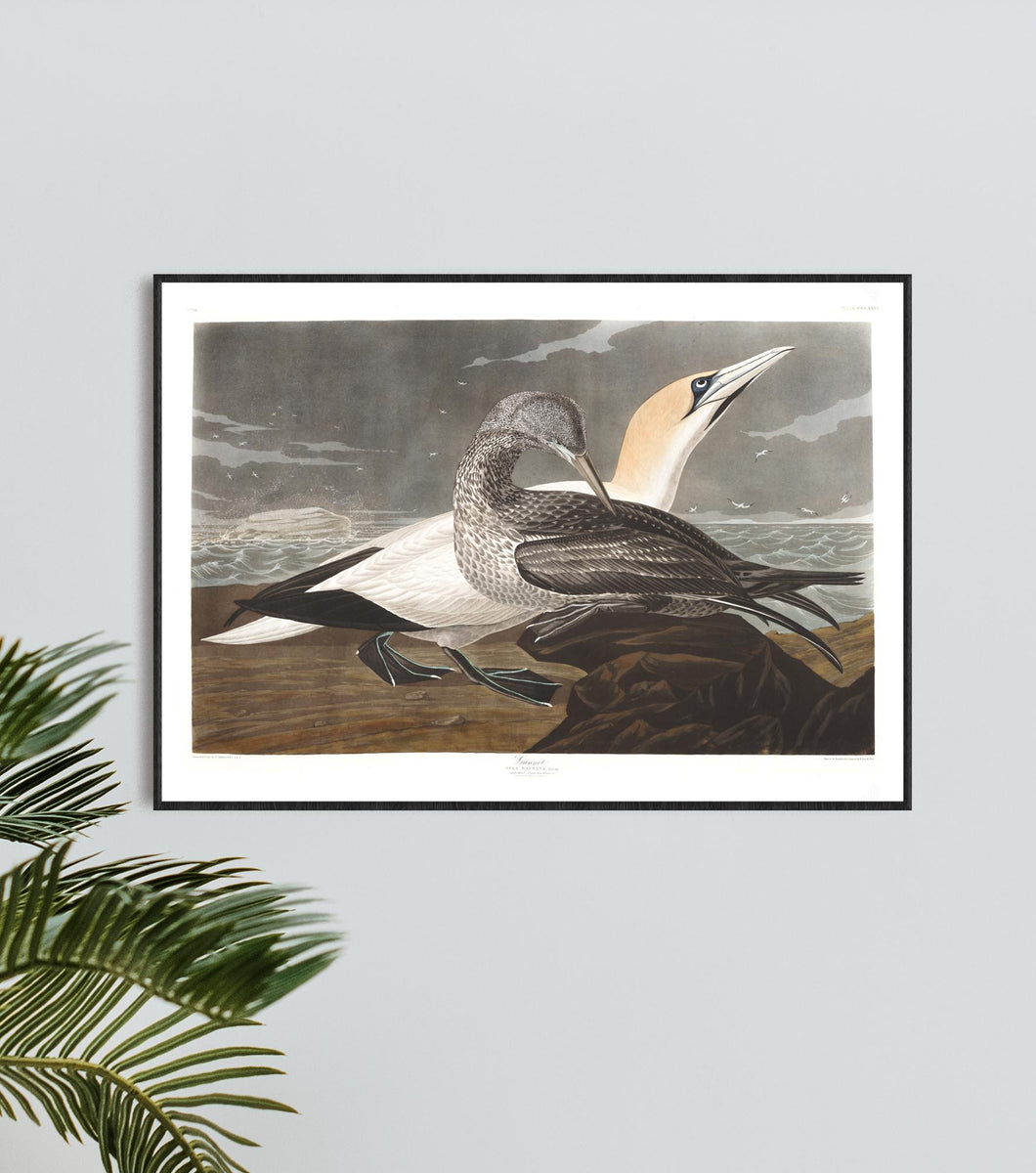 Gannet Print by John Audubon