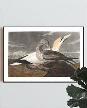 Load image into Gallery viewer, Gannet Print by John Audubon