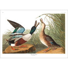 Load image into Gallery viewer, Shoveller Duck Print by John Audubon