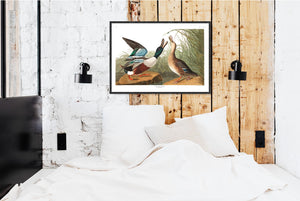 Shoveller Duck Print by John Audubon