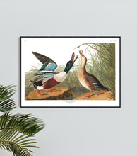 Load image into Gallery viewer, Shoveller Duck Print by John Audubon
