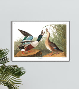Shoveller Duck Print by John Audubon