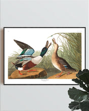 Load image into Gallery viewer, Shoveller Duck Print by John Audubon