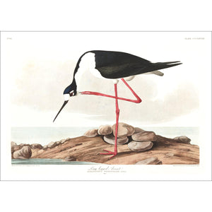 Long-Legged Avocet Print by John Audubon
