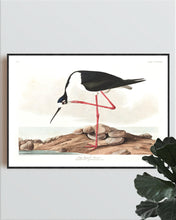 Load image into Gallery viewer, Long-Legged Avocet Print by John Audubon