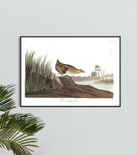 Load image into Gallery viewer, Yellow-Breasted Rail Print by John Audubon