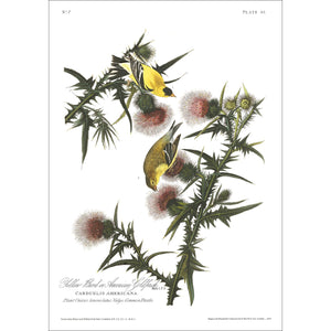 Yellow Bird or American Goldfinch Print by John Audubon