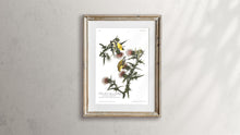 Load image into Gallery viewer, Yellow Bird or American Goldfinch Print by John Audubon