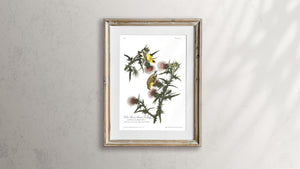 Yellow Bird or American Goldfinch Print by John Audubon